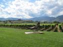 Red Rooster Vineyards